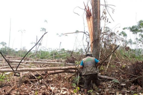 bolivia deforestación.jpg