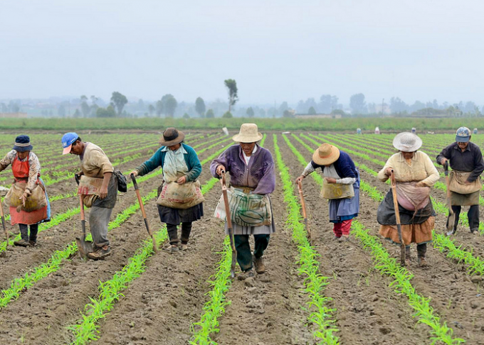 campesino colombia.png