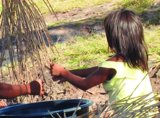 amazonia venezolana.png