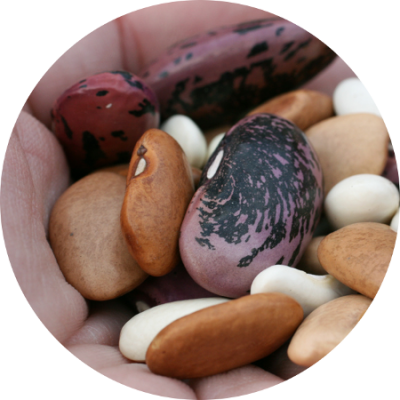 porotos semillas.png