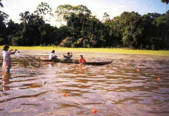 amazonia bol.JPG