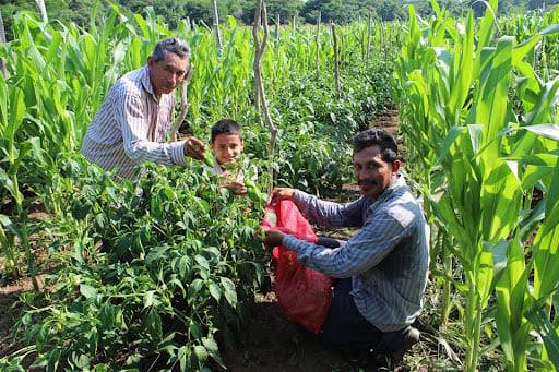 arpas agricultura.jpg