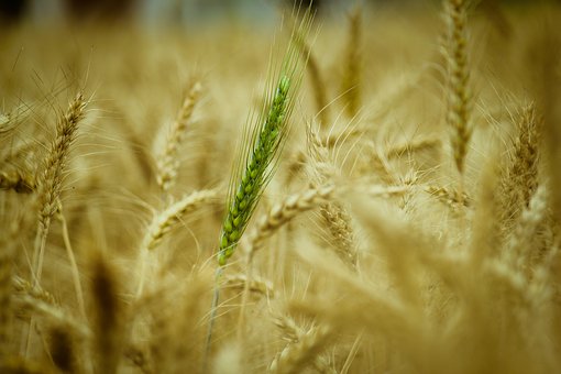 wheat-3207719__340.jpg