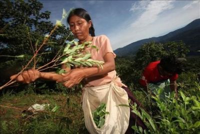 campana-bolivia-mujeres-indigenas-masticaran--L-9SmKmf.jpg