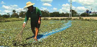 coca bolivia.jpg