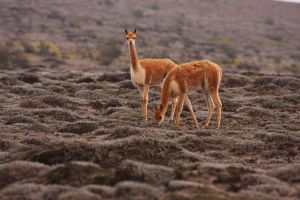 vicuña ecuador.jpg