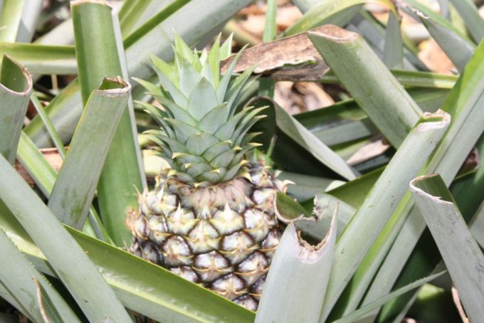 20180823 - agronegocios en costa rica piña.jpg