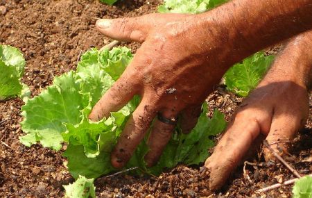 agricultura-organica-lechugas.jpg