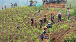 colombia sust cultivos ilicitos.jpg