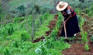 mexico mujeres campesinas.jpg