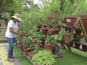 mexico plantas medicinales.jpg