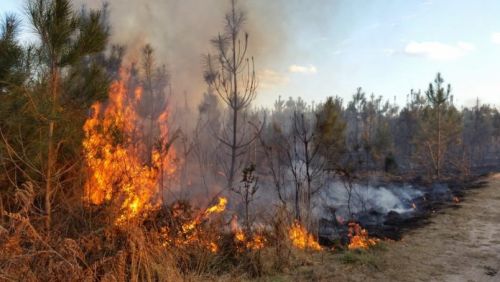 incendio-fuego-bosque-696x392.jpg