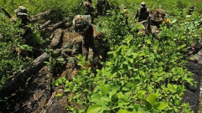 lucha_narcotrafico_fffa_bolivia_cultivos_coca_.jpg_1718483347.jpg