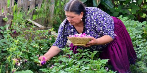 plantas medicinales.jpg