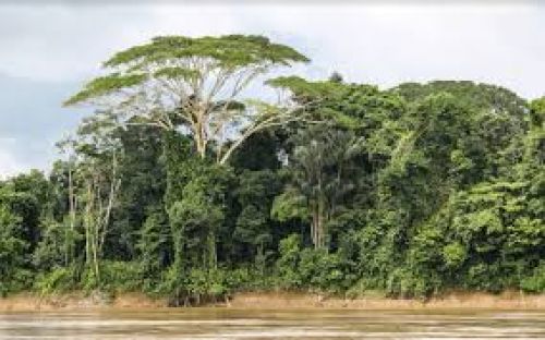 selva colombia.jpg